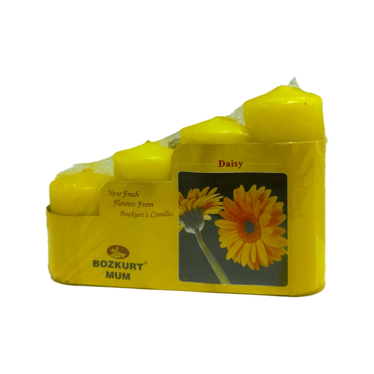 Bozkurt Mum 4lü Papatya Büyük Boy