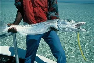 Sea Striker Cuda Tube / Baraküda Tüpü Sarı
