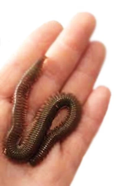 Canlı Çin Kurdu ''lugworm''