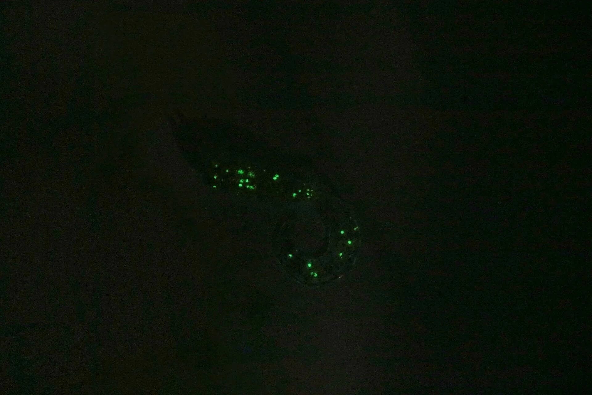 Gurt 60 Mm Gt-68 Teke Glow Silikon Yem